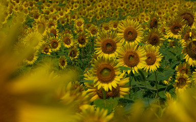 Summer sunflower field and blue sky.