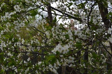 A young Apple tree grows in the garden.