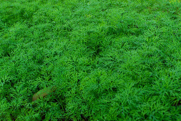 Water droplets on fresh dill, leafy greens in the garden.