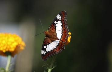 Commander Butterfly or Moduza Procris Collecting Honey from Marigold Flower with Selective Focus, Perfect for Wallpaper