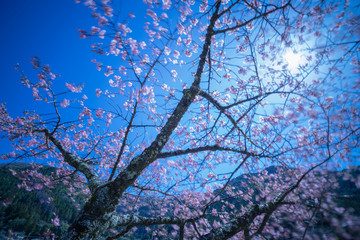 長野県　南信濃の河津桜