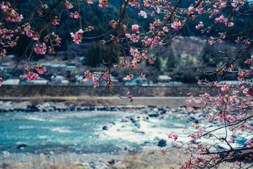 長野県　南信濃の河津桜