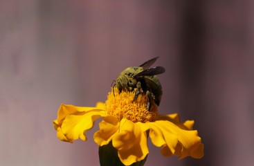 Macro of Honey Bee Collecting Honey from Marigold Flower with Copy Space for Texts Writing, Perfect for Wallpaper