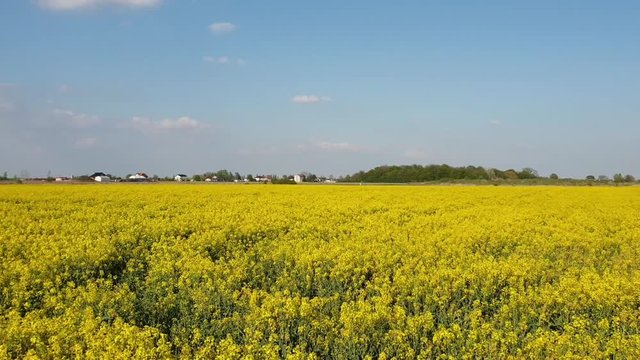 Yellow rape oil flowers on the fields