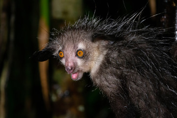 The rare Aye-Aye lemur that is only nocturnal - obrazy, fototapety, plakaty