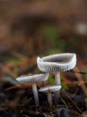 Small mushrooms in the pine forest.