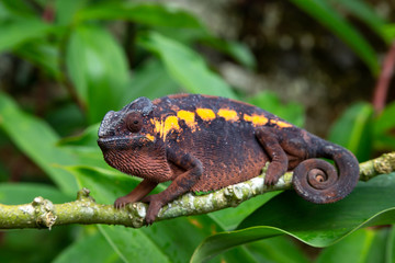 An earth-colored chameleon on a branch