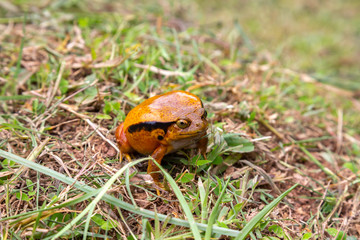 A large orange frog is sitting in the grass