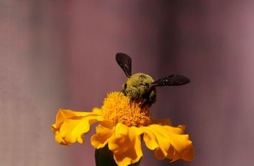 Macro of Honey Bee While Collecting Honey from Marigold Flower, Perfect for Wallpaper