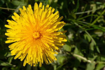 Yellow dandelion in green grass in the meadow