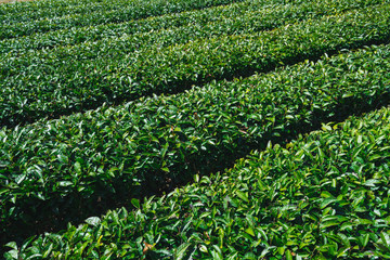 お茶畑