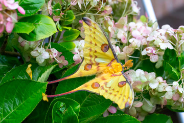 A large colorful butterfly on a flower bush