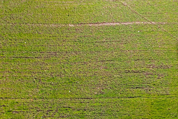 Field of green low grass, texture, background