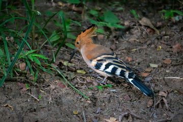 Fototapeta premium A woodpecker on the ground looking for something to eat