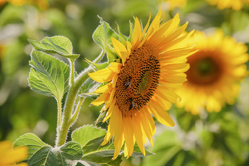Sunflowers in the field and close up of sunflower.
