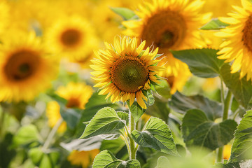 Obraz premium Sunflowers in the field and close up of sunflower.