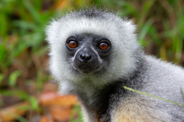 A Sifaka lemur sits in the grass and watches what happens in the area