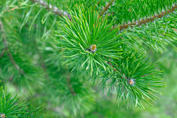 Green pine branches. Yellow young shoots. Long needles.
