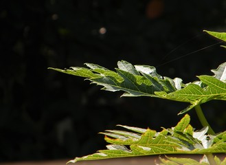 beautiful texture of papaya leaves