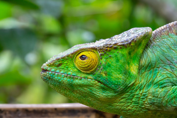A chameleon in close-up in a national park on Madagascar