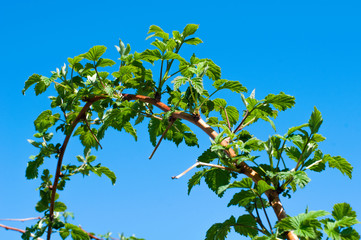 Branch of raspberries. Young green leaves, blue sky.