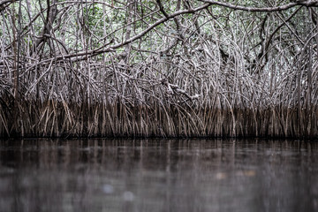 Mangrove in lagoon near Princess Town, Ghana