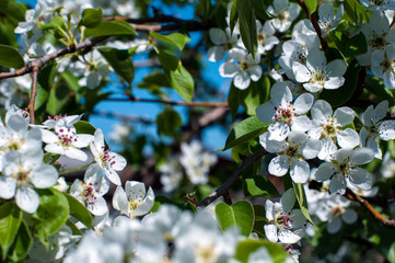 Blooming pear tree. White flowers, young green leaves.