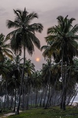 Sun between palm trees in Ghana
