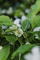white flowers on a branch of an apple tree in spring in the garden