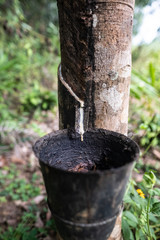 Fototapeta premium Gumowe drzewo w Ghanie