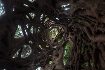 Strangling plant forming remains of a tree