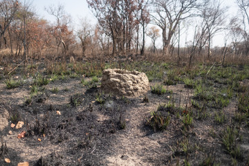 Traditional fish trap in flooding area