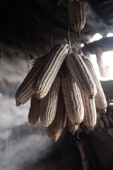 Dried maize for plantation next season