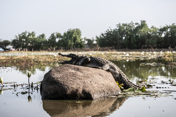 West African crocodile in Paga pond