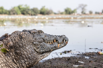 West African crocodile in Paga pond
