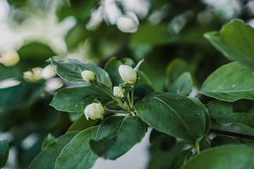 white flowers on a branch of an apple tree in spring in the garden