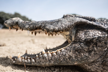 Head of West African crocodile in Paga pond