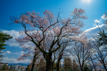 長野県飯田市　愛宕稲荷神社の桜　2020年撮影