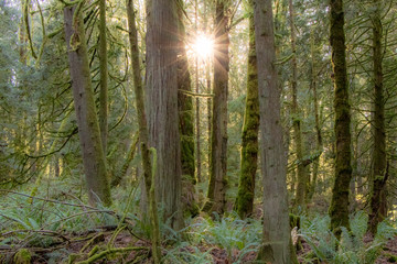 Bright Sun and Light Rays Beaming Through Trees in Mossy Evergreen Forest of the Pacific Northwest - Olympia, Washington, USA