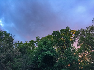 Green top of the trees. Blue-purple sky with grey clouds and yellow light of the sunset. May, Spring.