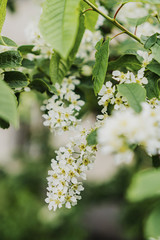 Fototapeta na wymiar branch of blooming white cherry in the spring in the garden