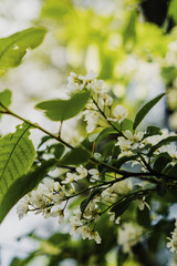 branch of blooming white cherry in the spring in the garden
