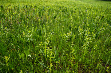 green grass field in spring 