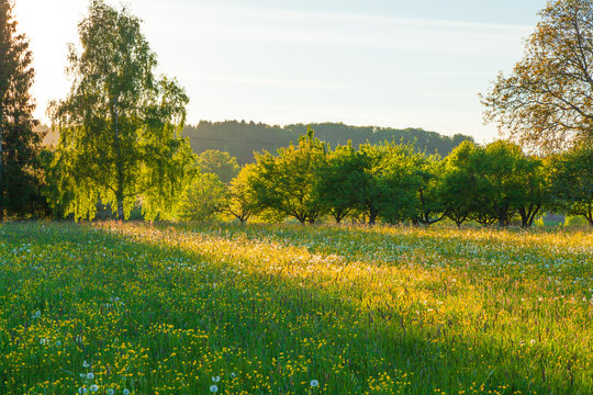 Bergwiese im Fr&uuml;hling im Abendlicht mi Wald im Hintergrund