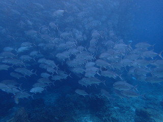 Fototapeta na wymiar マレーシアの水面近くに群れるギンガメアジの大群