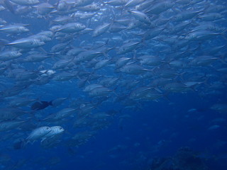 マレーシアの水面近くに群れるギンガメアジの大群