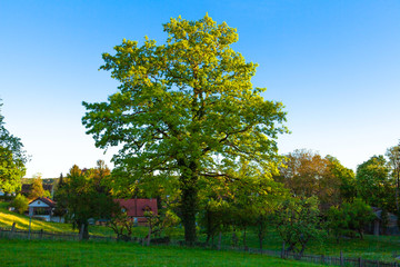 Naklejka premium Baum mit frischen grünen Blättern im Frühling in der Abendsonne in ländlicher Umgebung