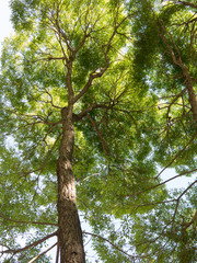 Crowns of old elm trees in spring
