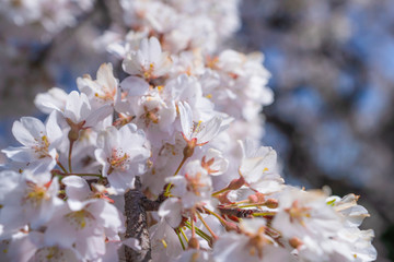 枝垂れ桜と南アルプスの残雪