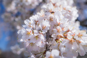 枝垂れ桜と南アルプスの残雪